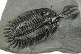 Short Trident Walliserops Trilobite - Top Quality Example #244127-5